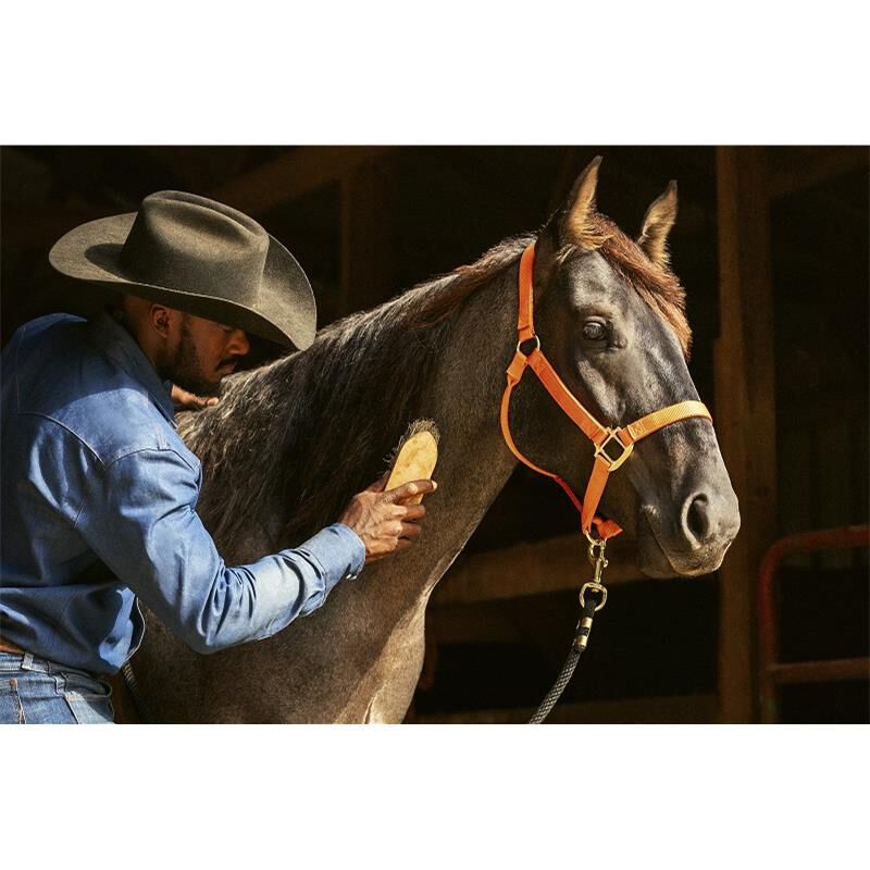 Zoetis Quest Plus Gel for Horses with Worms, 1 syringe, 0.05 ounces