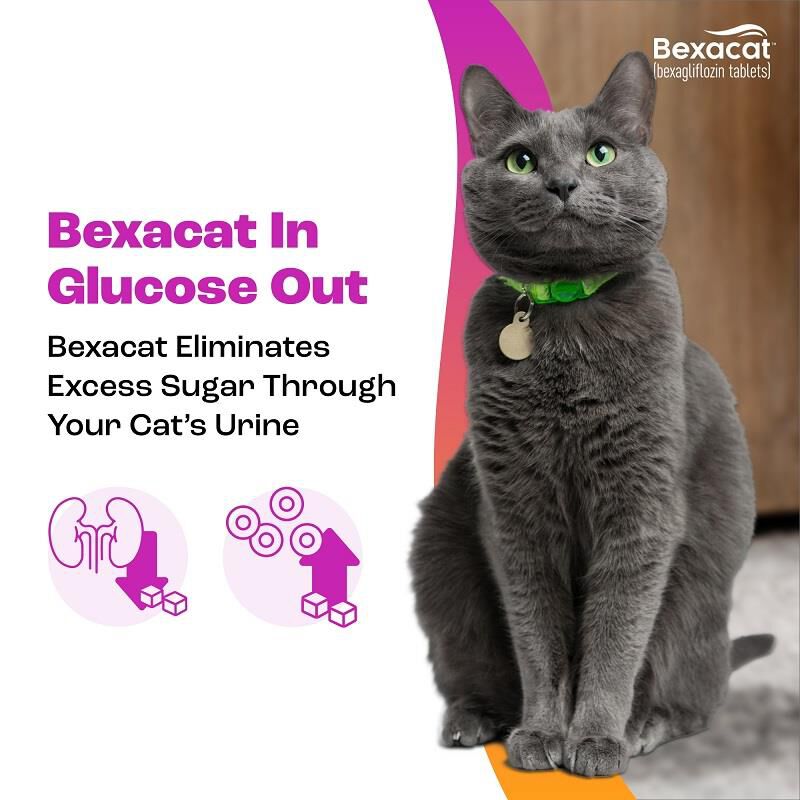 Bexacat (bexagliflozin tablets) for Cats 15 mg, 90 Ct.