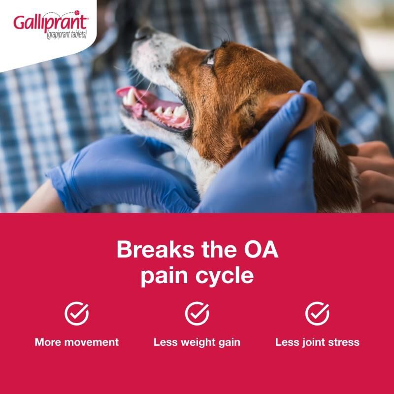 Galliprant Tablets for Dogs 20 mg, 30 Ct.