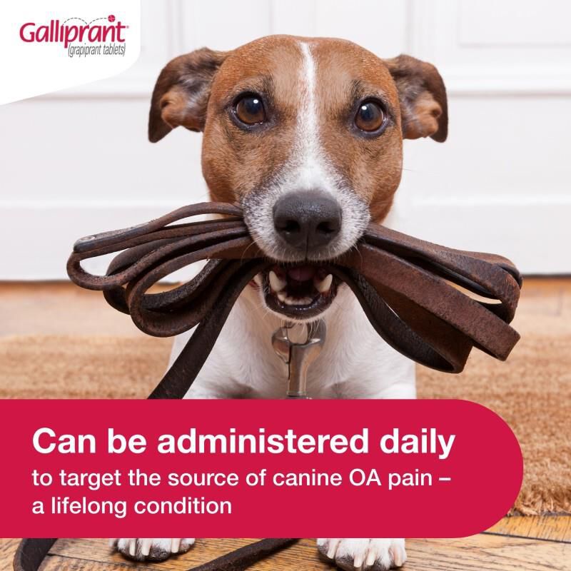 Galliprant Tablets for Dogs 20 mg, 30 Ct.