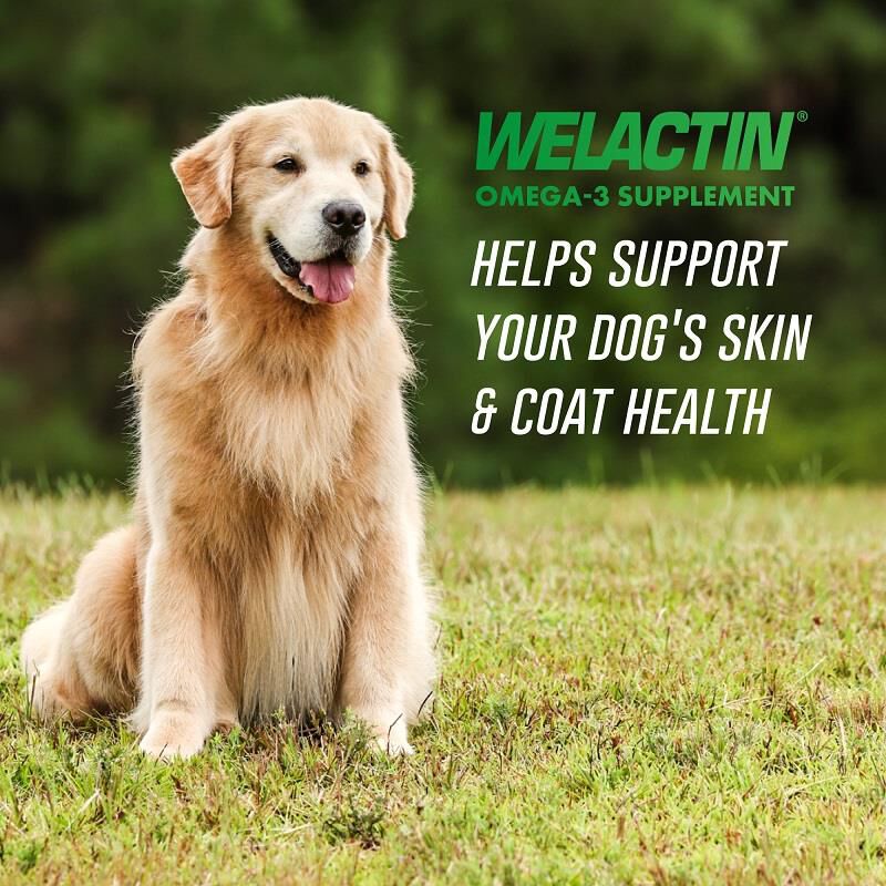 Nutramax Laboratories, Inc. Welactin Canine Softgel Capsules for Dogs, 120 Count
