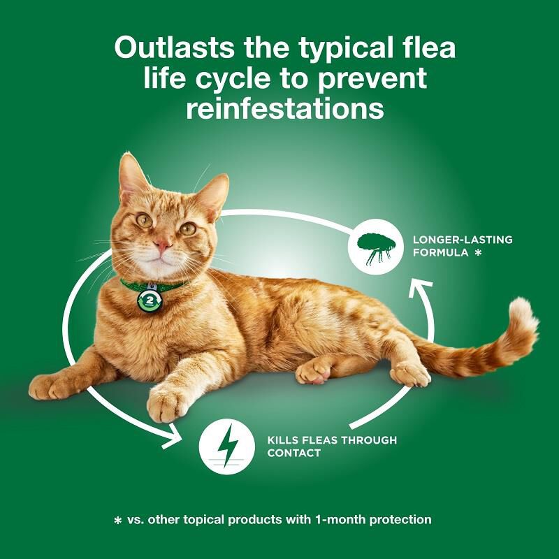 Advantage XD for Cats