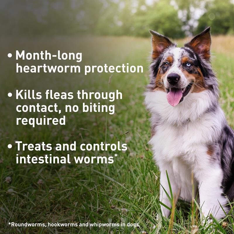 Advantage Multi Topical for Dogs