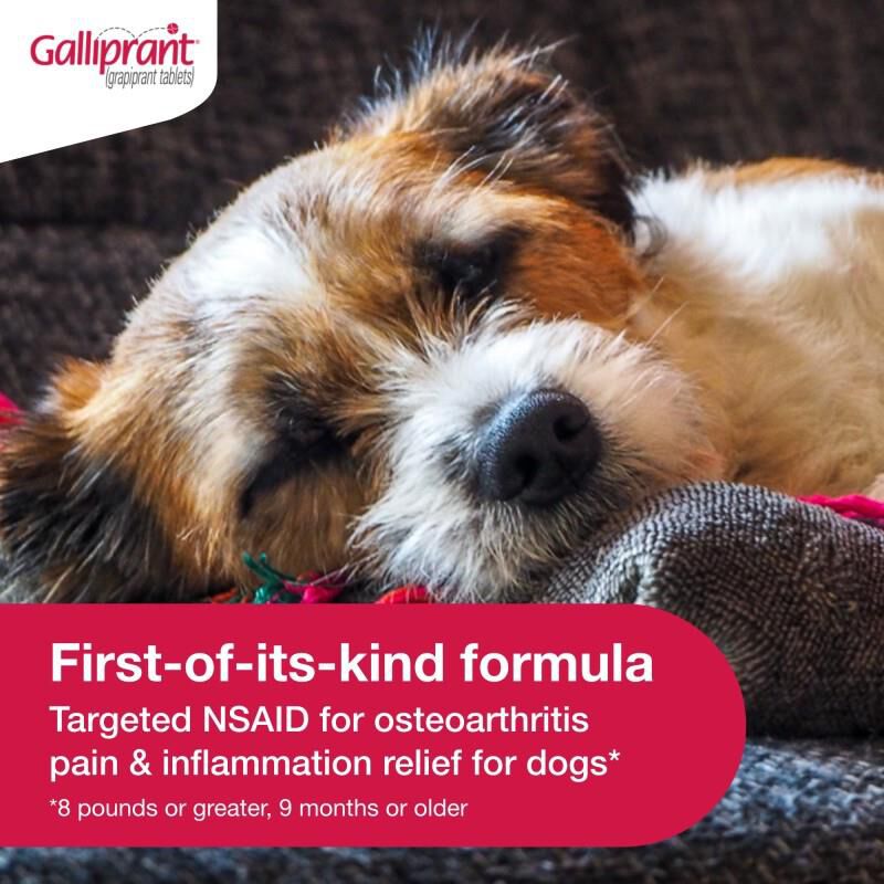 Galliprant Tablets for Dogs 20 mg, 30 Ct.