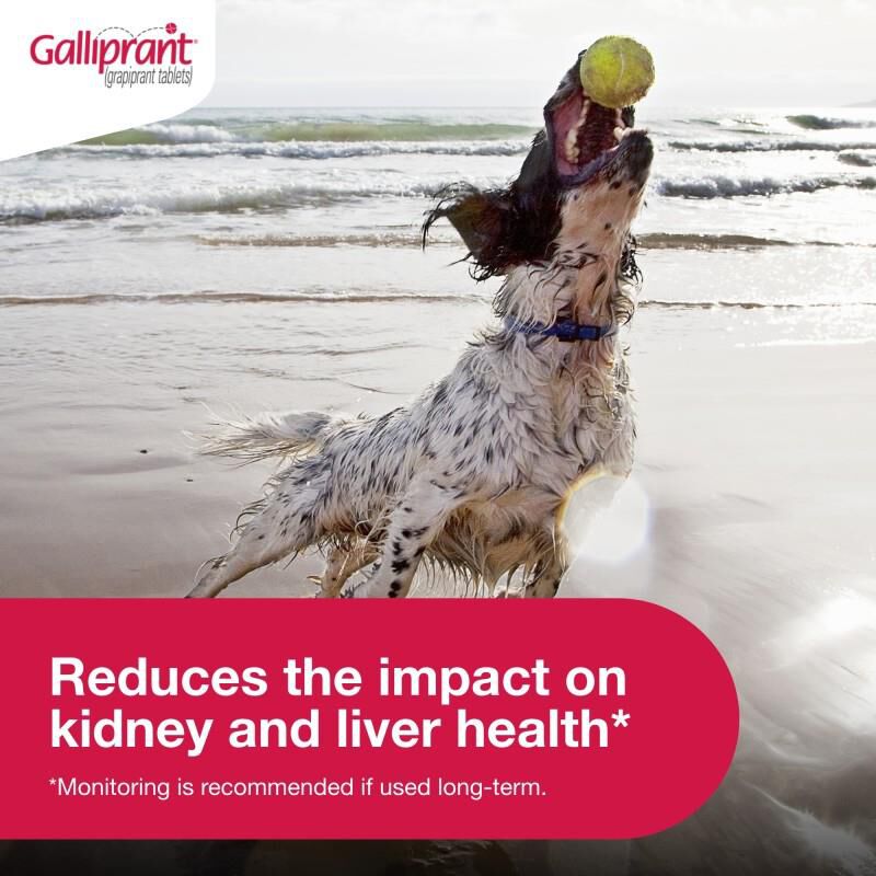 Galliprant Tablets for Dogs 20 mg, 30 Ct.