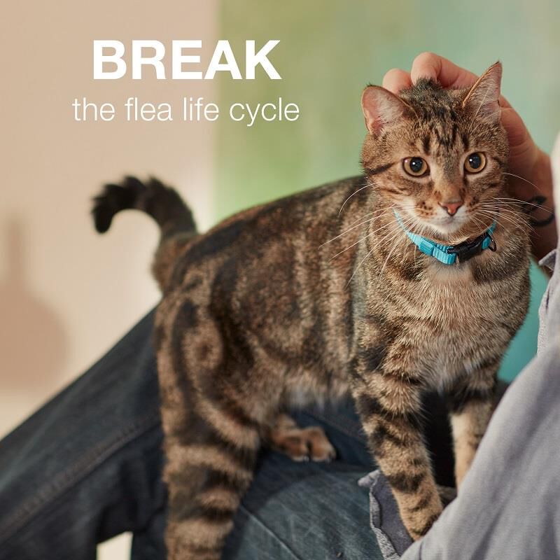 Advantage II for Cats
