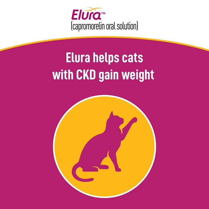 Elura (capromorelin oral solution) 20 mg/mL for Cats, 15 ml