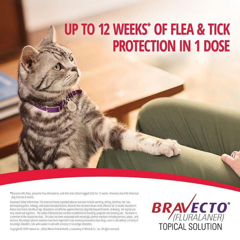 Bravecto Topical Solution for Cats