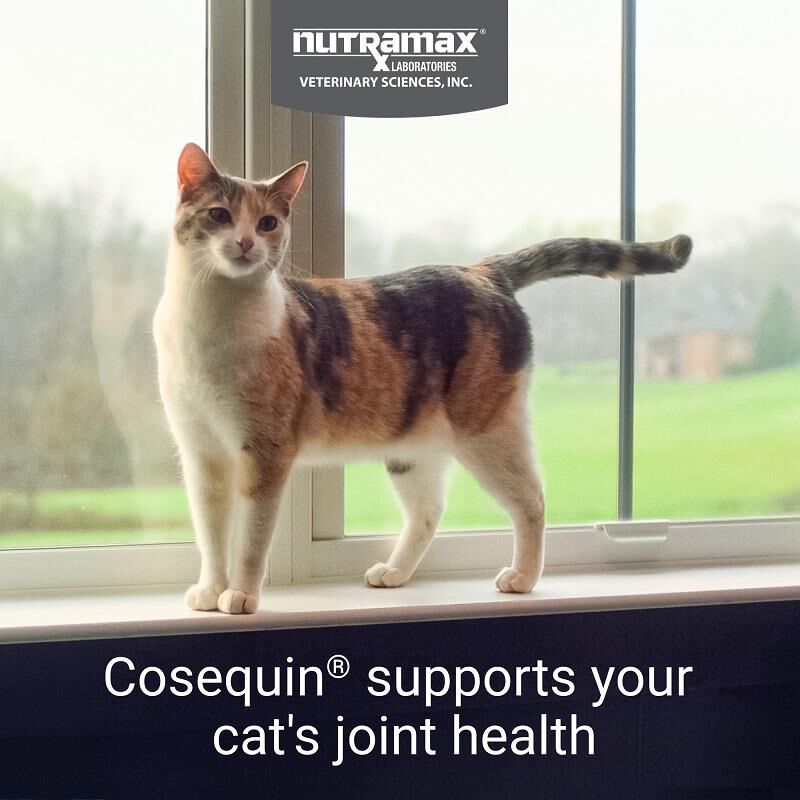 Nutramax Cosequin for Cats for Joint Health, 80 Sprinkle Capsules