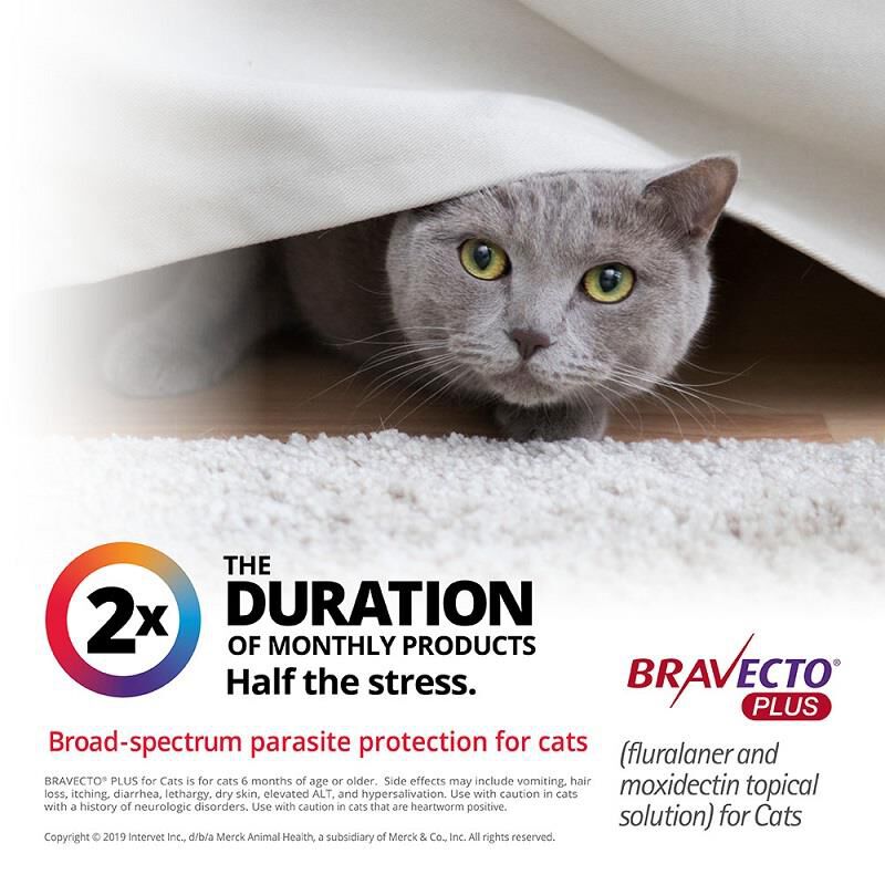 Bravecto Plus Topical Solution for Cats